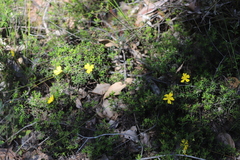 Hibbertia hypericoides hypericoides