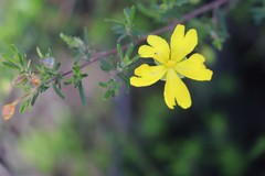 Hibbertia hypericoides hypericoides