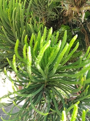 Araucaria heterophylla