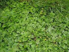 Centipeda cunninghamii