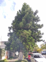 Araucaria heterophylla