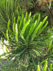 Araucaria heterophylla
