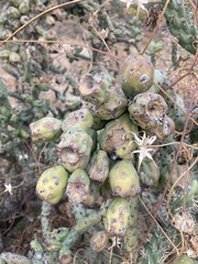 Cylindropuntia thurberi versicolor
