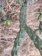 Cylindropuntia thurberi versicolor