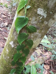 Monstera acuminata
