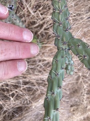 Cylindropuntia thurberi versicolor