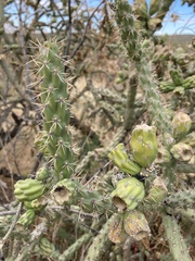 Cylindropuntia thurberi versicolor
