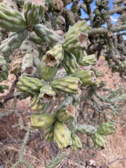 Cylindropuntia thurberi versicolor