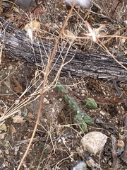 Cylindropuntia thurberi versicolor