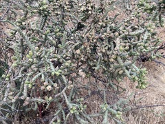Cylindropuntia thurberi versicolor
