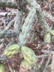 Cylindropuntia thurberi versicolor