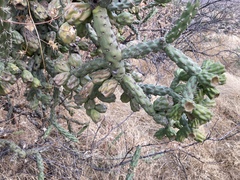 Cylindropuntia thurberi versicolor
