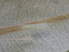 Stegommata sulfuratella
