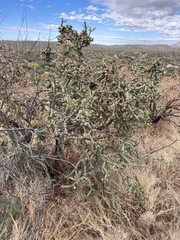 Cylindropuntia thurberi versicolor