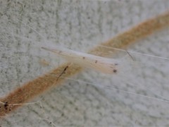 Stegommata sulfuratella