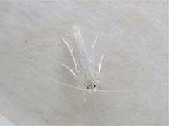 Stegommata sulfuratella