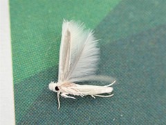 Stegommata sulfuratella