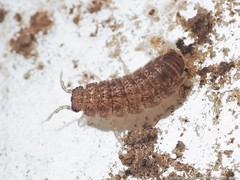 Miktoniscus