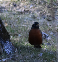 Turdus migratorius