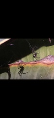 Theridiidae