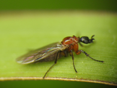 Dilophus tibialis breviceps