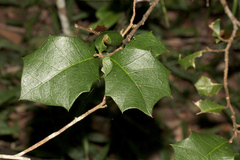Alchornea ilicifolia