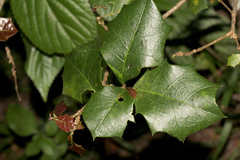 Alchornea ilicifolia