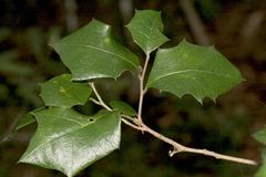 Alchornea ilicifolia