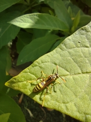 Mischocyttarus