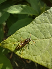 Mischocyttarus