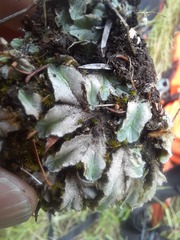 Riccia spongiosula