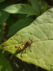 Mischocyttarus