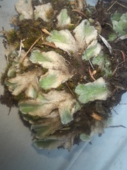 Riccia spongiosula