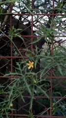 Cucurbitella asperata