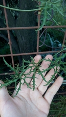 Cucurbitella asperata