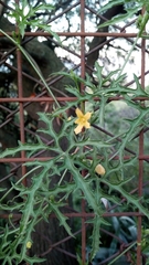 Cucurbitella asperata