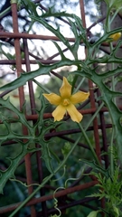 Cucurbitella asperata