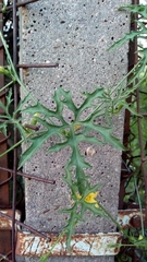 Cucurbitella asperata