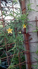 Cucurbitella asperata