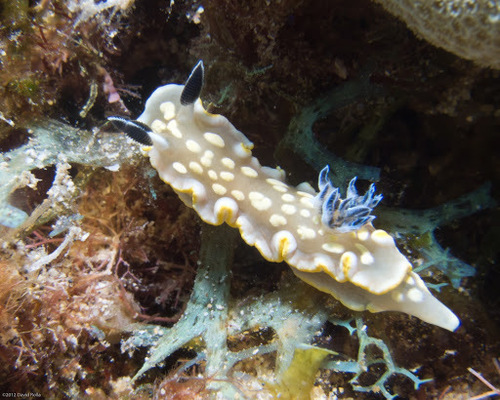 Tom Smith's Nudibranch