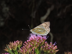 Tatochila xanthodice