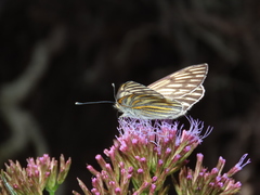 Tatochila xanthodice