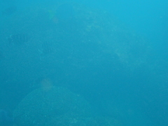Abudefduf concolor