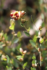 Bossiaea ornata
