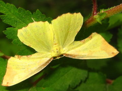 Corymica pryeri