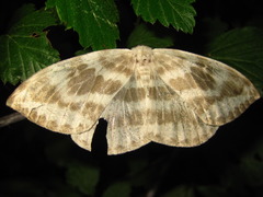 Cyclidia substigmaria