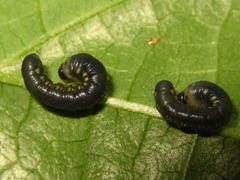 Cyclidia substigmaria