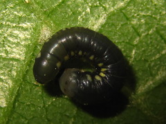 Cyclidia substigmaria