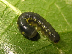 Cyclidia substigmaria