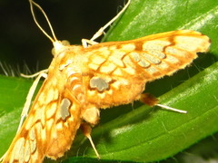 Neoanalthes contortalis